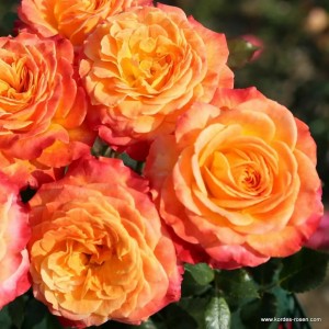 METEOR (floribunda)